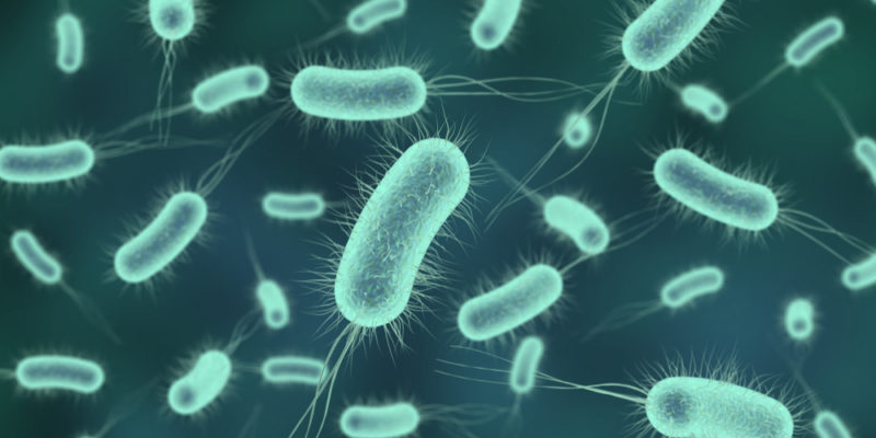 bacteria-6-e1567178259483-800x400